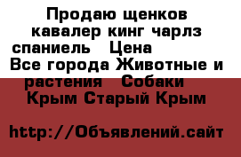 Продаю щенков кавалер кинг чарлз спаниель › Цена ­ 40 000 - Все города Животные и растения » Собаки   . Крым,Старый Крым